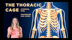 Maybe you would like to learn more about one of these? The Thoracic Cage The Sternum Manubrium Xiphoid Process And More Youtube