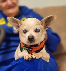 Muttville Senior Dog Rescue, 750 Florida St, San Francisco, CA 94110, US