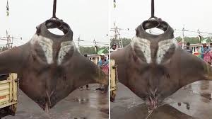 Ketika itu pada kamis 13 9 2018 pukul 09 10 waktu indonesia timur spesies ini dilepas kembali ke laut lepas. Ikan Pari Seberat 750 Terjaring Nelayan India Pakai Crane Untuk Mengangkat