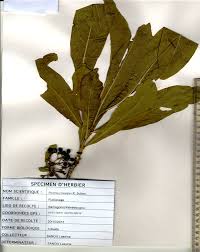 Image result for Pavetta crassipes