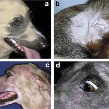 1,236 thinning shears dogs products are offered for sale by suppliers on alibaba.com, of which hair removal mitts & rollers accounts for 1%, brushes accounts for 1%. Clinical Features Of Canine Alopecia Areata A Well Demarcated Download Scientific Diagram