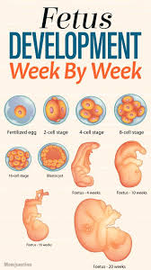 Baby Development Chart Week By Week In Womb Www