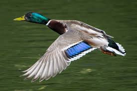 Click on the heart to add this to your favourite list. Galeri Foto Itik Mallard Dan Perkara Remeh 2021 Ulang Tahun