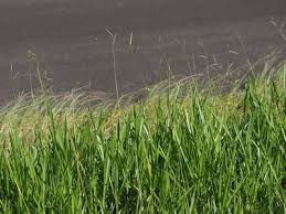 Image result for Sopubia eminii