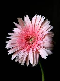 Pink Power By Shweta Paryani Amazing Flowers Flowers Photography Pink Sunflowers