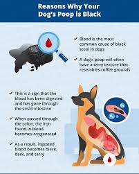 What To Do If Your Dog S Poop Is Black Canna Pet