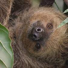 Rica The 2 Toed Sloth Tropical House Marwell Zoo 2018 Sloth Marwell Zoo Cute Sloth