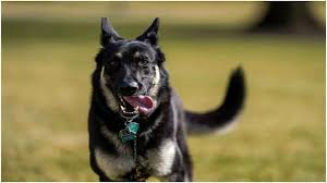 Notably, japanese miyazaki mangoes are the most expensive type of mangoes in the world. 52ribz Cchzbom