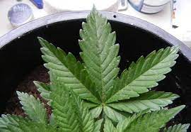 These white dots are little. White Spots On Leaves Bug Poop Control Treatment I Love Growing Marijuana Forum By Robert Bergman