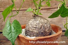 Image result for Momordica boivinii