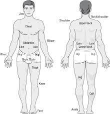 So all organs of human body need the support of other organs to perform their functions and in this way an organ system is formed. Finding Your Way Around Your Body Dummies