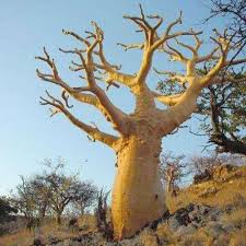 Image result for Sterculia africana