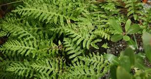 Image result for Polypodiaceae