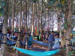 Hutan jati pasar kemis buka atau tutup. Wisata Alam Kebun Jati Di Sindang Jaya Tangerang Masih Ramai Dikunjungi Warga Terbitan Com