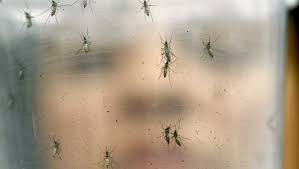 Sie holen das virus von verstorbenen vögeln auf. First Human Case Of West Nile Virus In Massachusetts In 2020 Identified