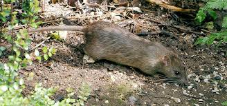 We did not find results for: Tips For Keeping Rats Out Of Home And Garden Oregon State University