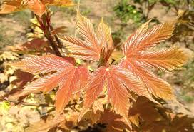 Check spelling or type a new query. Find Plants Page 10 Wholesale Nursery Supplies Plant Growers In Oregon Nursery Guide