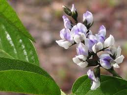 Image result for Otholobium foliosum