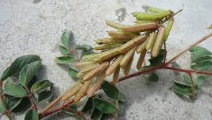 Image result for Indigofera dimidiata