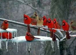Red Birds That Look Like Cardinals Cardinal Beautiful Birds Birds Red Birds