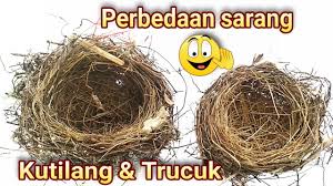 Sebelum bertelur, ciu besar bakal membuat sarang di pohon tinggi dengan bentuk sarang serupa ayunan. Perbedaan Sarang Burung Kutilang Dan Trucuk Youtube