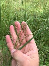 Image result for Panicum coloratum