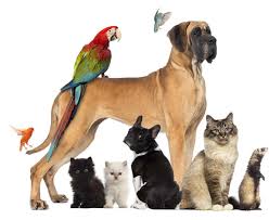 We are a unique funeral service, located in norfolk, that provides affordable cremation and traditional graveside and church funerals. Cherish Pet Cremation A Dignified End For Your Best Friend