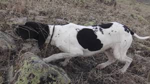Ultimate Target Ardy Tavsan Avi Fermasi Pointer Rabbit Youtube