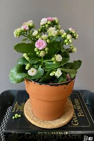Kalanchoe Not Doing Well, How To Revive | Flowers Forums