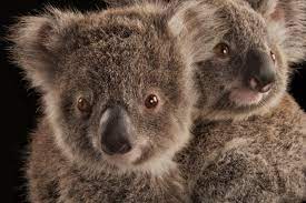 Koala Facts And Photos