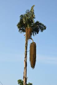 Image result for Caryota urens