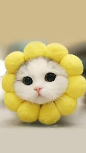 Hosunuza Gidecek Kedi Videolari Ve Kedi Instegram Hesaplari In 2020 Cute Cats And Kittens Cute Animals Cute Cats