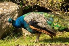 Image result