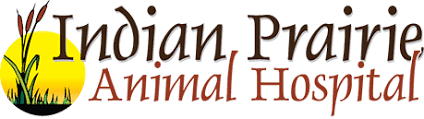 5 star veterinarian in aurora. Veterinarian In Aurora Il Indian Prairie Animal Hospital
