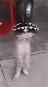 Cat Dancing Gif Cat Dancing Sombrero Discover Share Gifs Dancing Cat Cat Gif Funny Grumpy Cat Memes