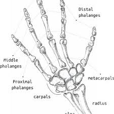 Here presented 53+ skeleton hand drawing on hand images for free to download, print or share. Top View Of Simplified Human Hand Kinematic Model 22 Dofs Note That Download Scientific Diagram