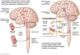 Want to learn more about it? Simple Nervous System Diagram For Kids Modernheal Com