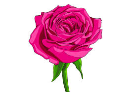 Image result for Rosa