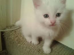 Sort by 5 days ago. Stunning Pure White Kittens For Sale Minehead Somerset Pets4homes