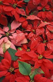 Poinsettias By Greg Vaughn Poinsettia Christmas Flowers Poinsettia Flower