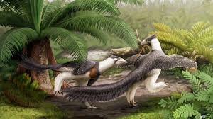 Image result for Dinophora spenneroides