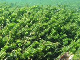 Image result for Lagarosiphon major