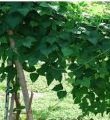 Budidaya kacang tanah efektif dilakukan pada tanah gembur yang memiliki kandungan unsur hara seperti kalium penanam kacang tanah bisa dilakukan dengan cara penunggakan dengan menggunakan jarak tanam 25 x 25 cm. Anim Agro Technology Tanam Kacang Botor Tips