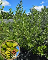 Image result for Conocarpus erectus