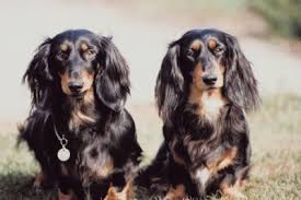 Check spelling or type a new query. Facts About Miniature Long Haired Dachshunds