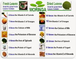 Girlsaffair Health Benefits Of Morninga Plant Moringa