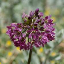 Image result for Alliaceae