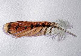 See more ideas about hawk tattoo, tattoos, red tailed hawk. Red Tailed Hawk Feather Original Watercolor Feather Study Red Bird Tattoos Feather Bird Tattoo Shoulder Hawk Feathers