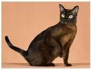 Burmese cat - Wikipedia