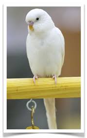 Get the best deals on budgie cages. White Budgerigar Parakeets Budgies For Sale